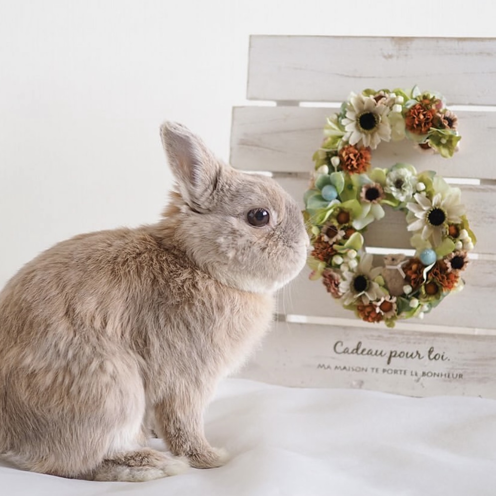 lapin*days